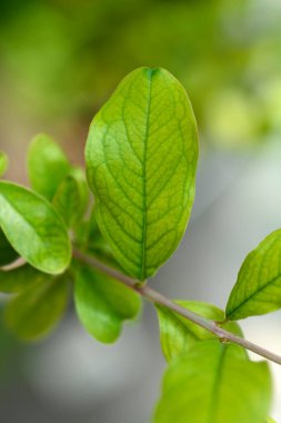 Nar yaprakları - Latince adı - Punica granatumu