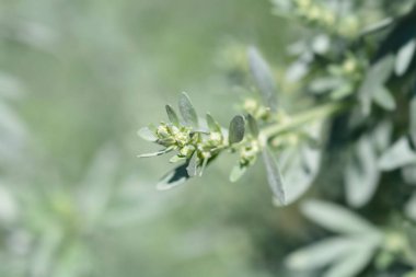 Pelin çiçeği tomurcukları - Latince adı - Artemisia absinthium