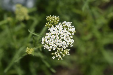 Dağ Yarrow beyaz çiçekleri - Latince adı - Achillea collina