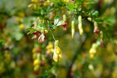 Çin Pea Shrub çiçekleri - Latince adı - Caragana sinica