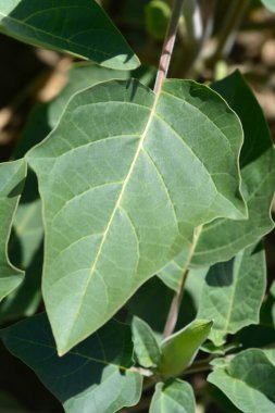 İnka dikenli elma yaprakları - Latince adı - Datura inoxia inka