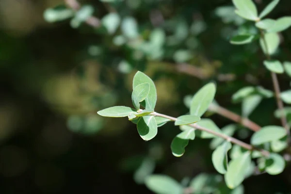 Малолистные Листья Жимолости Латинское Название Lonicera Microphylla — стоковое фото