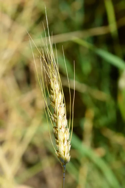 Cone Wheat Latin Name Triticum Turgidum — Stock Photo, Image