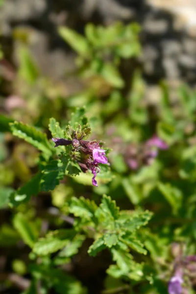 Közönséges Germandiai Rózsaszín Virág Latin Név Teucrium Chamaedrys — Stock Fotó