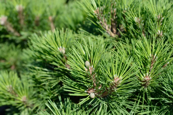 Чорна Сосна Філія Брепо Латинська Назва Pinus Nigra Brepo — стокове фото