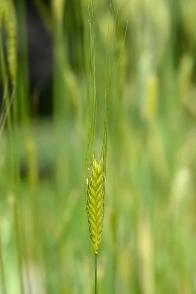 Einkorn Wheat Latin Name Triticum Boeoticum — Stock Photo, Image