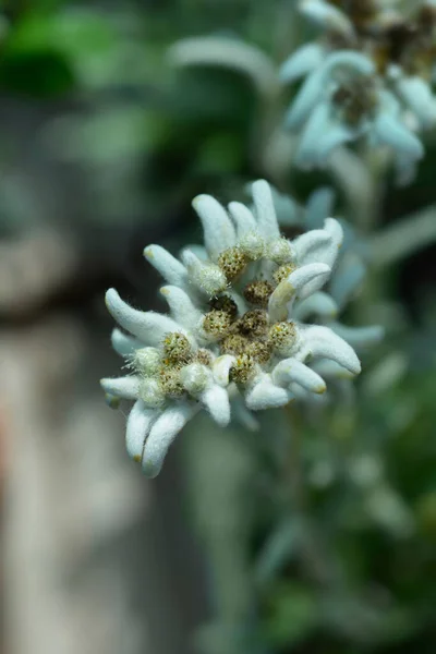 Alpine Edelweiss Flower Latin Name Leontopodium Nivale Subsp Alpinum Leontopodium — Photo