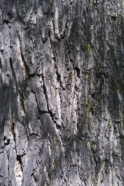東黒クルミの樹皮の詳細 ラテン語名 ユグラン ニグラ — ストック写真