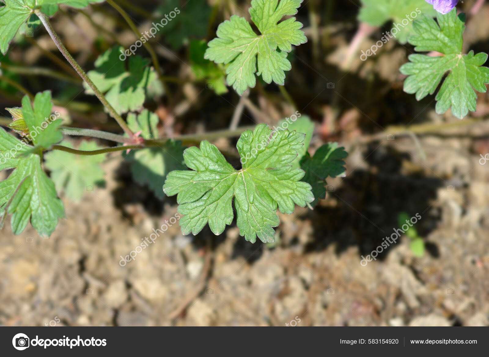 Himalayan Cranesbill Plenum Leaves Latin Name Geranium Himalayense ...