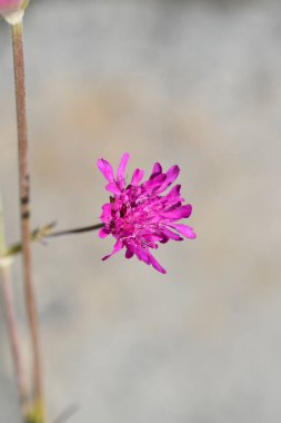 Kaba Makedon çiçeği - Latince adı - Knautia macedonica
