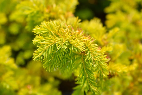 Common Yew Semperaurea Latin Name Taxus Baccata Semperaurea — Stock Photo, Image