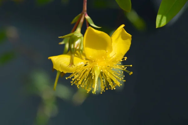 Aarons Beard Flower Latinský Název Hypericum Calycinum — Stock fotografie