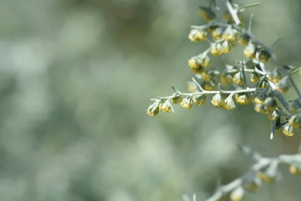 Common Wormwood Small Yellow Flowers Latin Name Artemisia Absinthium — Stock Photo, Image
