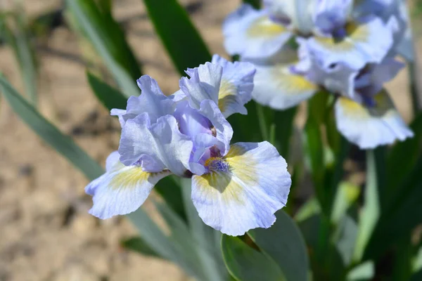 Standard Nana Barba Iris Green Oasis Fiore Nome Latino Iris — Foto Stock