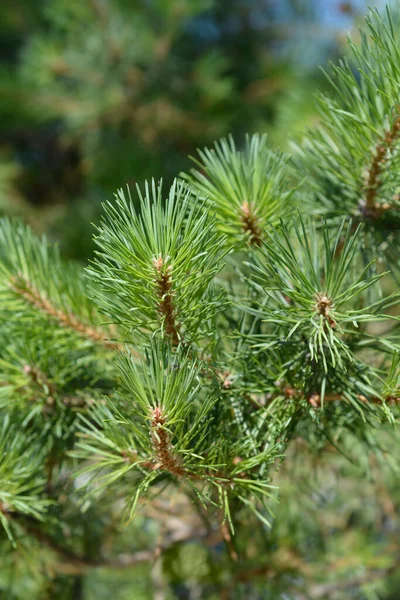 Ветви Черной Сосны Иглами Латинское Название Pinus Nigra — стоковое фото