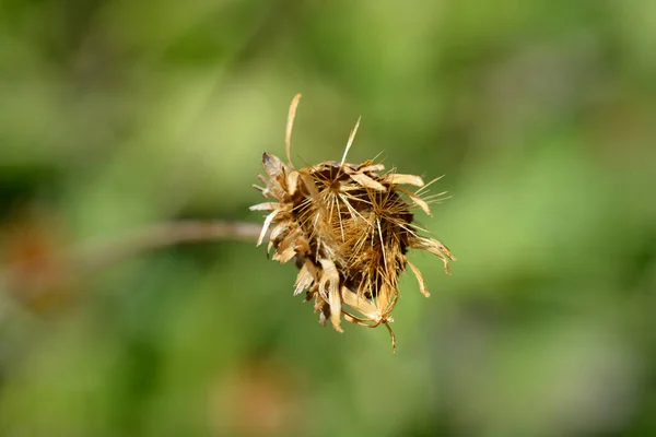 Single Flowered Sawwort Seed Head Latin Name Klasea Lycopifolia — Stockfoto