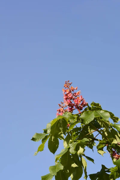 Mavi Gökyüzüne Karşı Çiçekli Kırmızı Kestanesi Dalı Latince Adı Aesculus — Stok fotoğraf