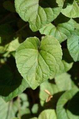 Labrador viyola gidiyor - Latince adı - Viola labradorica