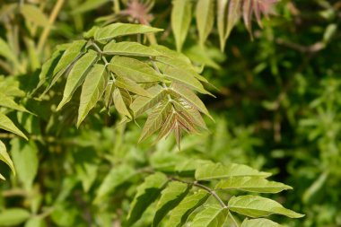 Cennetin yeni yaprakları - Latince adı - Ailanthus altissima