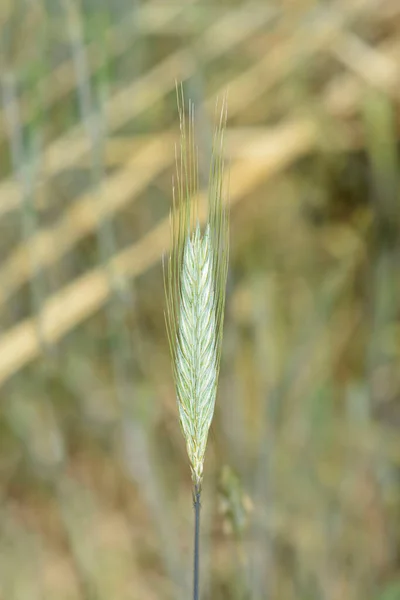 Cultivated Rye Latin Name Secale Cereale — Stock Photo, Image