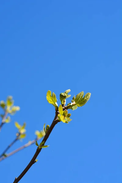 Загальні Фігові Гілки Новими Листками Проти Синього Неболатинного Імені Ficus — стокове фото