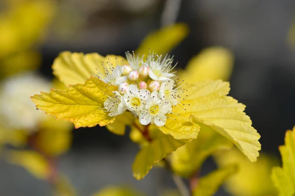 Ninebark Dardos Ouro Flores Brancas Nome Latino Physocarpus Opulifolius Dardos — Fotografia de Stock