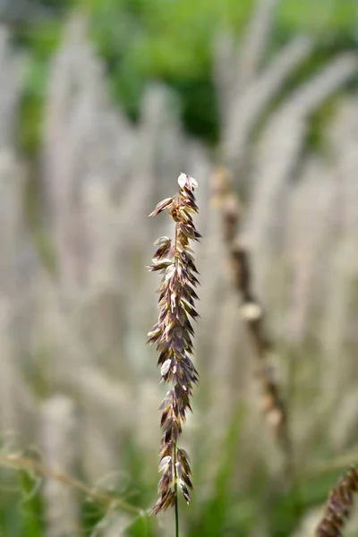 Темно Пурпурные Сибирские Мелиновые Семена Латинское Название Melica Altissima Atropurpurea — стоковое фото