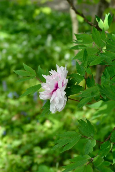 Tree Peony Pink Flower Latin Name Paeonia Suffruticosa — Photo
