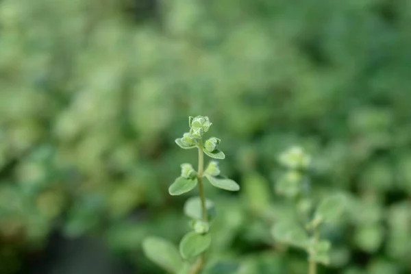 Sweet Marjoram Leaves Latin Name Origanum Majorana — Stock Photo, Image