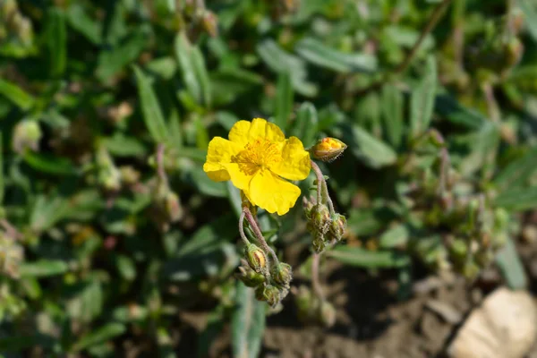 楕円形の葉が黄色い花を咲かせます ラテン語名 Helianthemum Nummularium Subsp 目に見えない — ストック写真