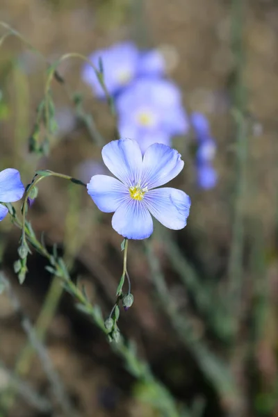 Close Pale Blue Perennial Flax Flower Latin Name Linum Perenne — Stock Photo, Image