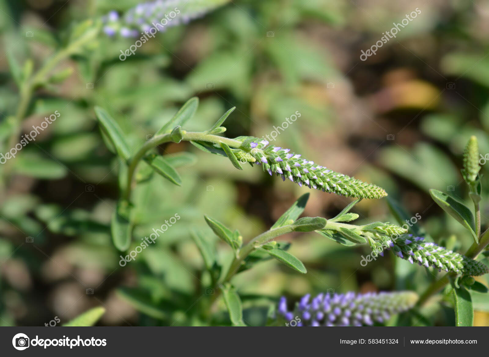 Dwarf Spiked Speedwell Blue Carpet Flower Buds Latin Name Veronica Stock Photo by ©nahhan 583451324