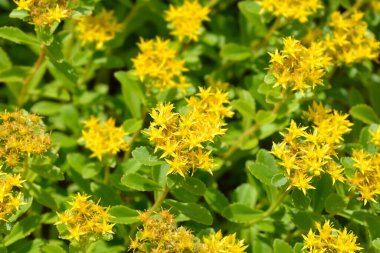Orange Stonecrop Weihenstephaner Altın Çiçekleri Latince adı Sedum Kamtschaticum var. Floriferum Weihenstephaner Altın