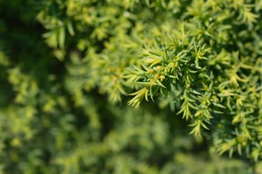 Japon sedir toynakları Latince adı Cryptomeria japonica Twinkle Toes.