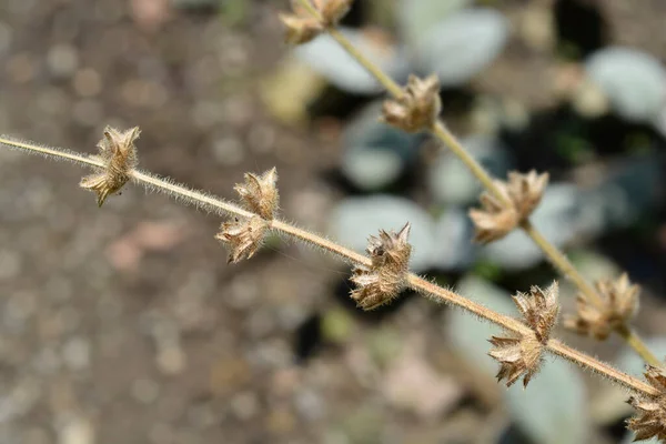 Silver Sage Seed Pods ラテン語名 Salvia Argentea — ストック写真