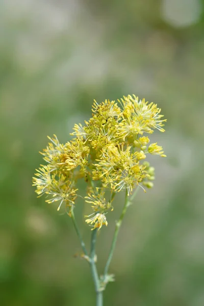 Common Meadow Rue Flowers Latin Name Thalictrum Flavum — Stock Photo, Image