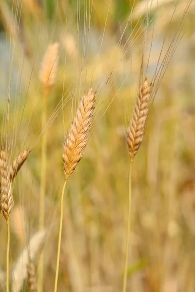 Einkorn Wheat Latinský Název Triticum Boeoticum — Stock fotografie