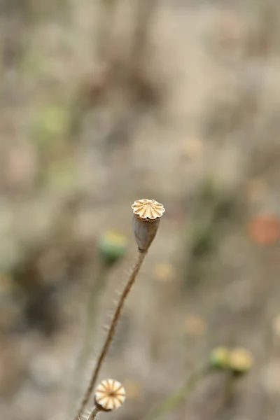 Common Poppy Seed Pod Latin Name Papaver Rhoeas — Stock Photo, Image