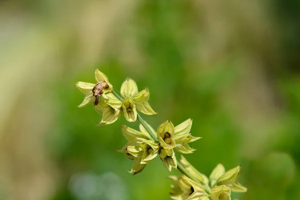 Common Sage Seed Pods Latin Name Salvia Officinalis — Stock Photo, Image