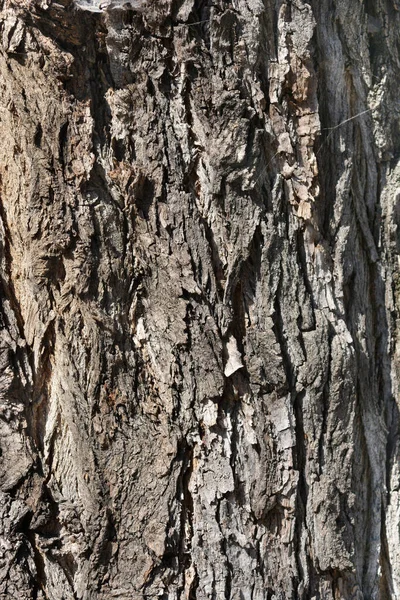 Lombardische Pappelrinde Lateinischer Name Populus Nigra Var Kursiv — Stockfoto