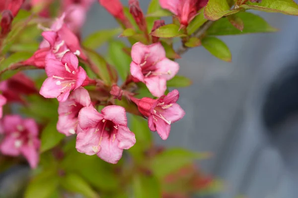 Old Fashioned Weigela Latin Name Weigela Florida — Stock Photo, Image