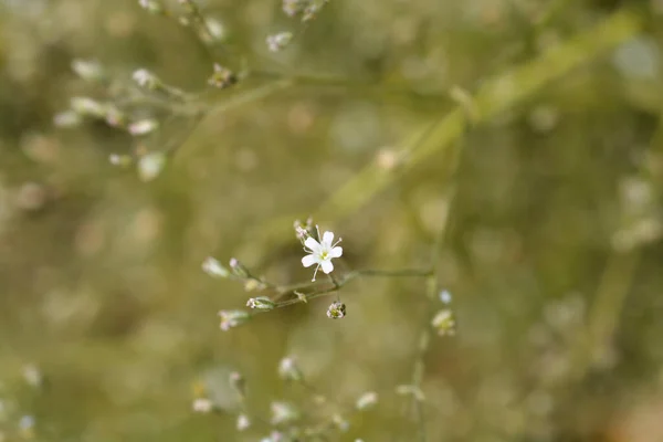 Babys Oddech Małe Kwiaty Łacińska Nazwa Gypsophila Paniculata — Zdjęcie stockowe