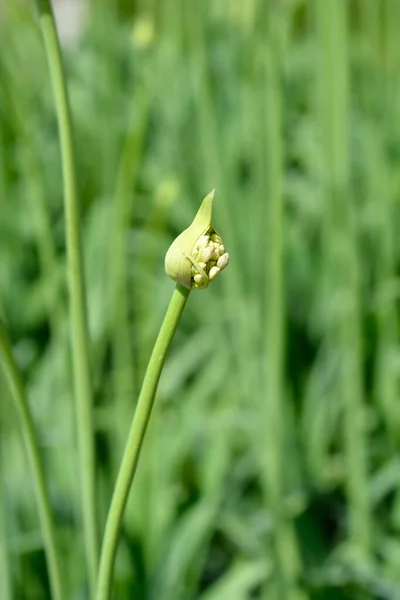 African Lily Flower Bud Latin Name Agapanthus Africanus — Zdjęcie stockowe