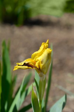 Standart Cüce Sakallı İris Nihai çiçek Latince adı İris Ultimate