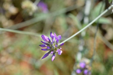 Bitumen trefoil çiçeği - Latince adı - Bituminaria bituminosa