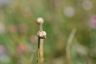 Fas papatyası Marakeş tohumu başı - Latince adı Rodanthemum Marakeş