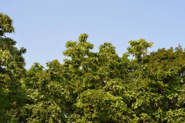 Mavi gökyüzüne karşı yaygın katalpa ağaçları - Latince adı - Katalpa bignonioides