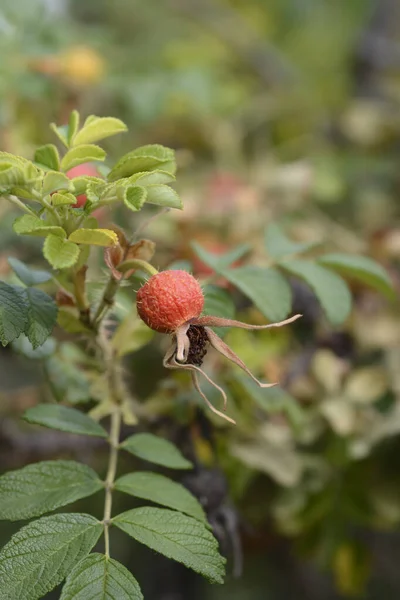 Rugosa Rose Roship ラテン語名 Rosa Rugosa — ストック写真