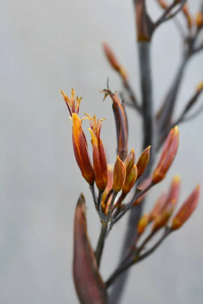 Bronze Fleurs Lin Nouvelle Zélande Nom Latin Phormium Tenax Atropurpureum — Photo