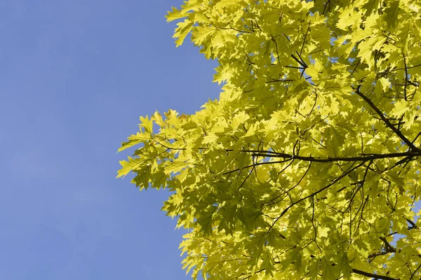 Angielski Dąb Przeciwko Błękitnemu Niebu Łacińska Nazwa Quercus Robur — Zdjęcie stockowe